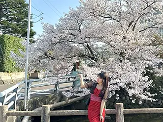 外国人技能実習生と白石の桜